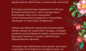Шиповник для организма человека: свойства и действие