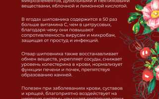 Шиповник для организма человека: свойства и действие