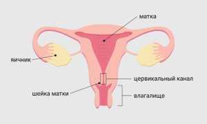 Матка у женщин. Где находится, строение, размер, фото, анатомия, болезни