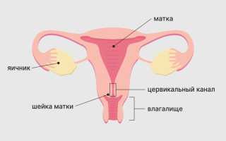 Матка у женщин. Где находится, строение, размер, фото, анатомия, болезни
