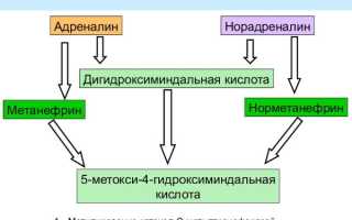Метанефрины и норметанефрины в суточной моче, крови. Норма, подготовка, как сдавать, что показывает анализ