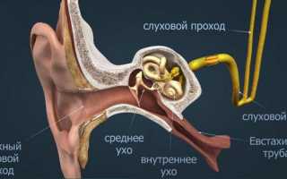 Евстахиева труба. Где находится, что соединяет, относится к какому уху, функции, болезни