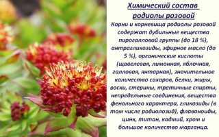 Настойка Родиолы розовой. Инструкция по применению мужчинам, отзывы