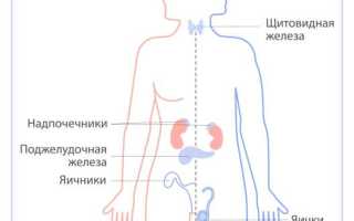 Гормональная терапия. Что это для мужчин, женщин, виды