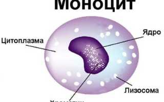 Моноциты, норма у женщин по возрасту. Таблица, что значит повышенные, причины, анализ