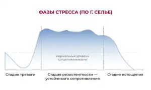 Стадии стресса в психологии. Что это такое по Селье, Торсунову, характеристика