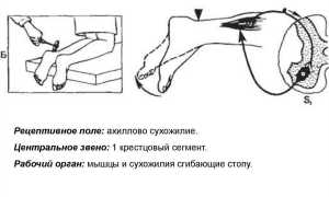 Ахиллов рефлекс рефлекторная дуга. Схема, физиология