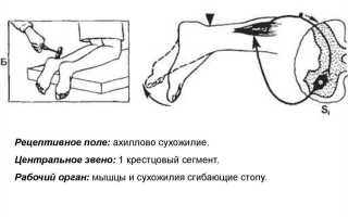 Ахиллов рефлекс рефлекторная дуга. Схема, физиология