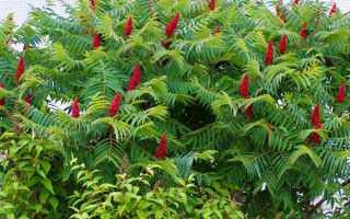 Рус токсикодендрон (Rhus toxicodendron) гомеопатия. Инструкция, показания к применению, отзывы