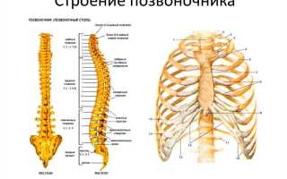 Остистые отростки позвоночника на схеме. Что это, фото, где находятся