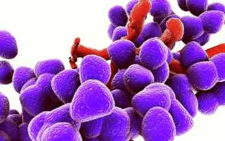 Enterococcus faecalis (энтерококк фекальный) в посеве на флору. Норма у женщин, мужчин. Лечение