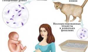 Токсоплазмоз у детей. Симптомы, лечение, клинические рекомендации