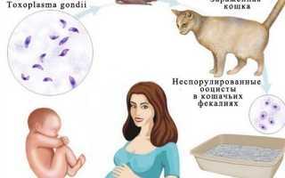 Токсоплазмоз у детей. Симптомы, лечение, клинические рекомендации