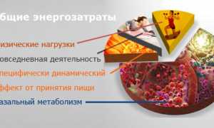 Базальный метаболизм (основной обмен веществ). Что это, как рассчитать уровень