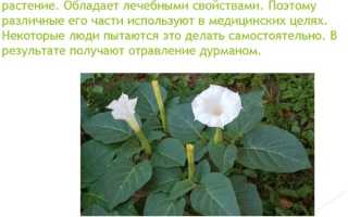 Дурман трава. Фото и описание, лечебные свойства растения, рецепты применения в народной медицине и косметологии