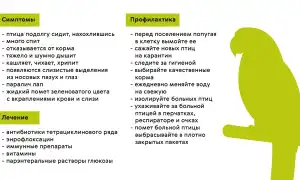 Орнитоз это что за болезнь. Симптомы, лечение