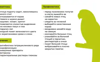 Орнитоз это что за болезнь. Симптомы, лечение
