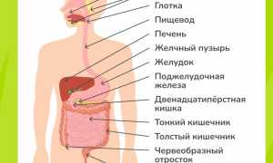 Физиология пищеварения человека кратко и понятно. Таблица органов и их функций