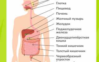Физиология пищеварения человека кратко и понятно. Таблица органов и их функций