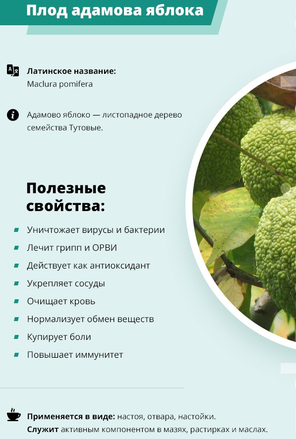 Адамово яблоко. Рецепты приготовления и способы лечения суставов, остеохондроза, от рака. Противопоказания, лечебные свойства