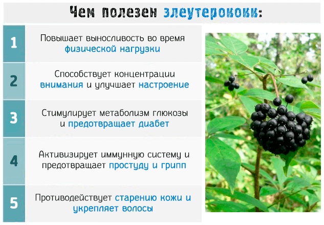 Элеутерококк таблетки. Инструкция, показания к применению взрослым