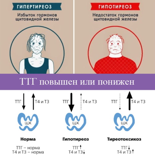 Анализ крови, слюны для похудения: на пищевую непереносимость, гормоны, нутригенетический