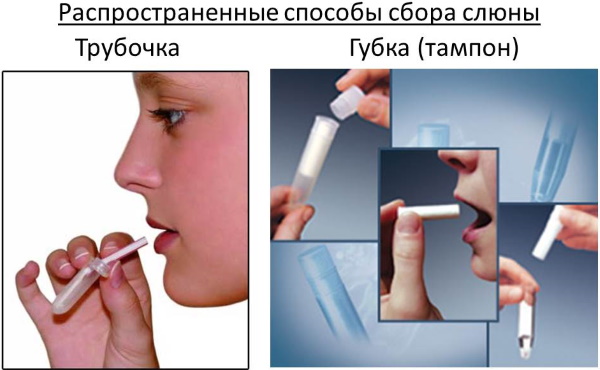 Анализ крови, слюны для похудения: на пищевую непереносимость, гормоны, нутригенетический