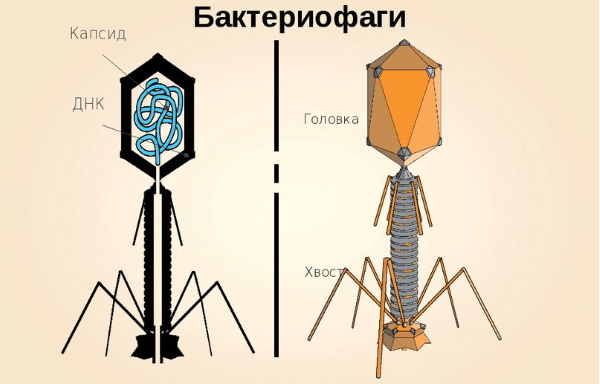 Анализ на чувствительность к бактериофагам, дисбактериоз кишечника. Расшифровка