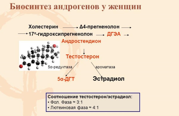 Андростендион повышен у женщин. Что это, норма, за что отвечает, когда сдавать, причины отклонения