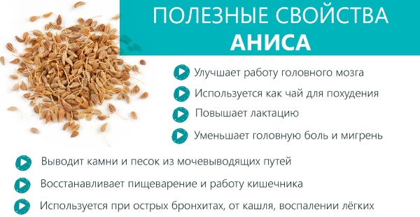 Анис обыкновенный: лечебные свойства, польза и противопоказания. Рецепты отвара, настоя, настойки, чая