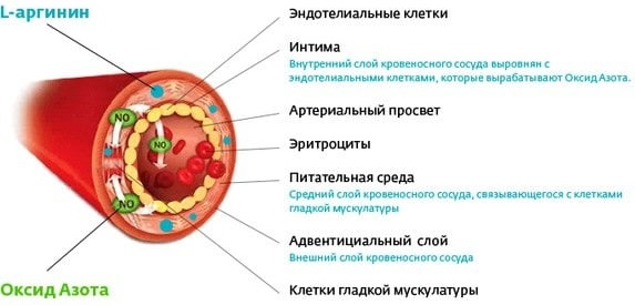 Аргинин (аминокислота Л-Аргинин) в продуктах питания. Таблица, где содержится