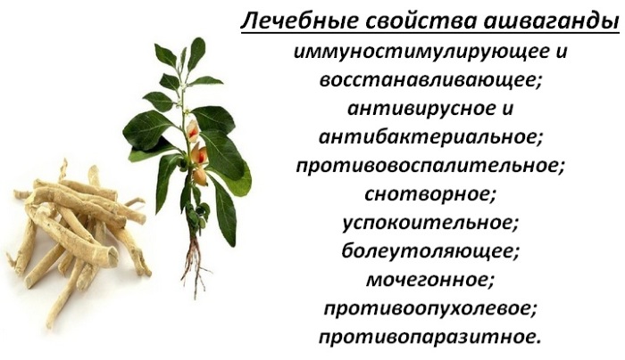 Ашваганда. Что это, как принимать женщинам, мужчинам. Почему запрещена в России, где купить