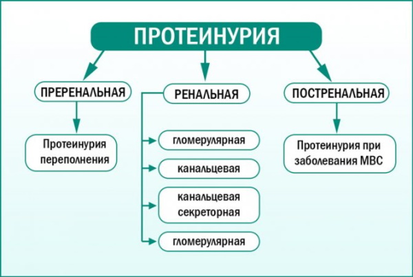 Белок в моче у ребенка. Что это значит, норма, повышен, причины