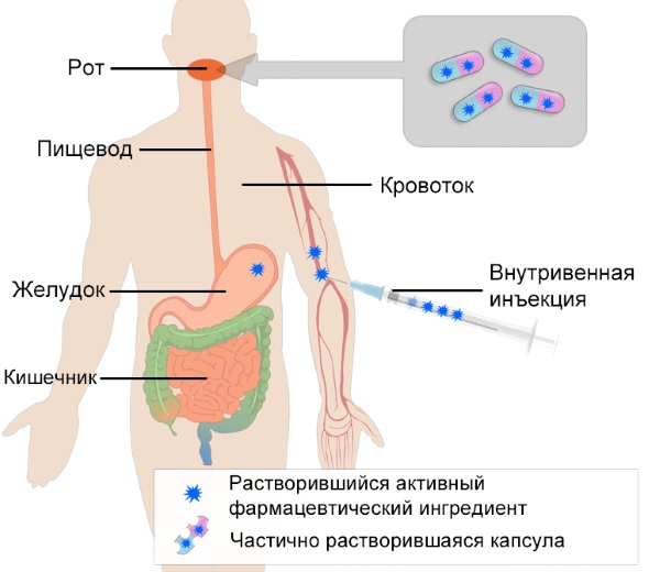 Биодоступность лекарственных средств. Что это такое, от чего зависит, примеры при различных путях введения