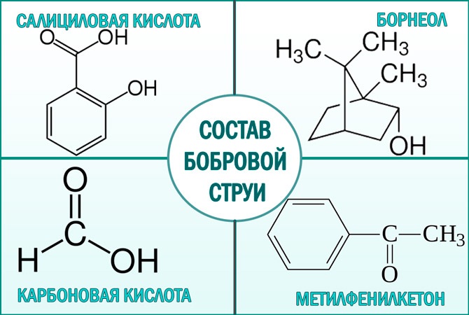 Бобровая струя. Лечебные свойства, показания к применению, как приготовить и принимать