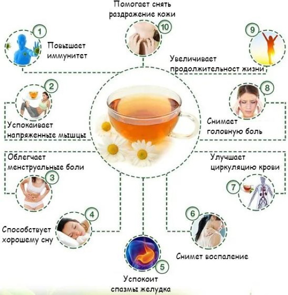 Отвар ромашки. Польза, как приготовить, применение