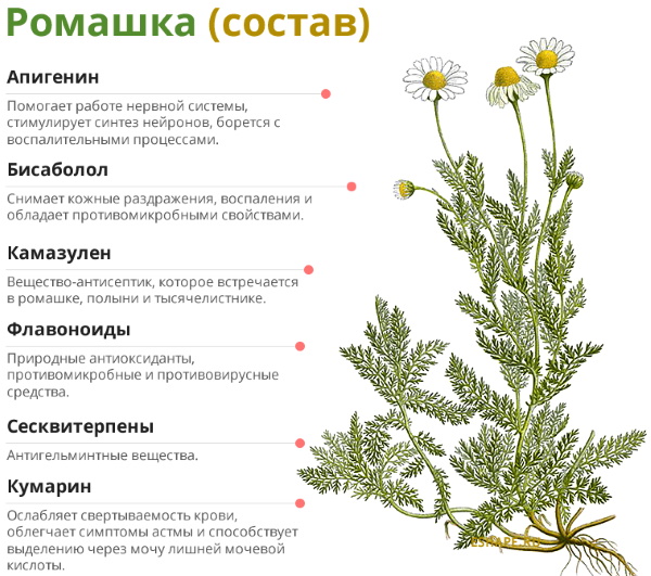 Чай из ромашки. Полезные свойства и противопоказания