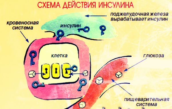 Черника. Состав, полезные свойства, рецепты применения в народной медицине, противопоказания