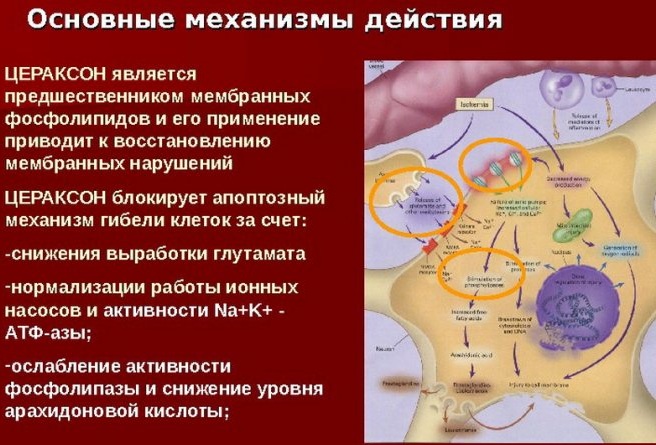 Цитиколин (Citicoline) саше 1000 мг. Инструкция по применению, отзывы, цена