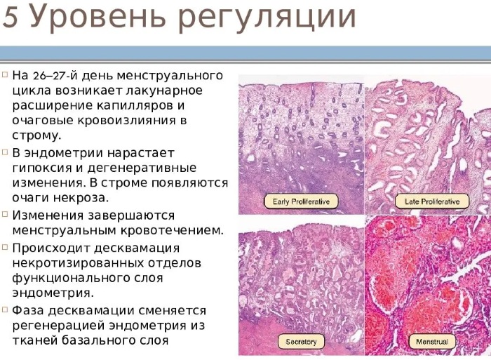 Десквамация эндометрия. Что это такое, в какие дни происходит, вследствие чего