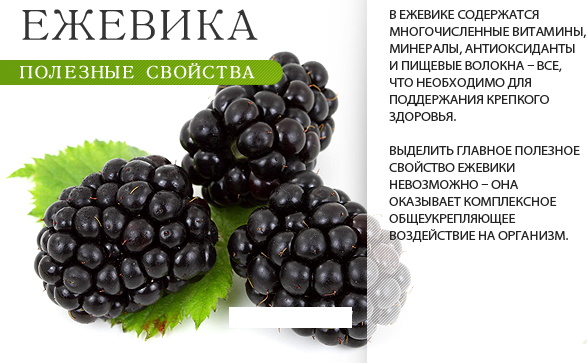 Лечебные растения. Фото, название, описание