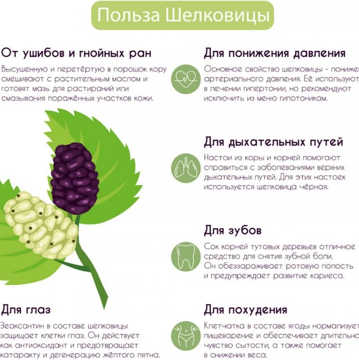Дошаб тутовый. Лечебные свойства, инструкция по применению, где купить сироп, противопоказания