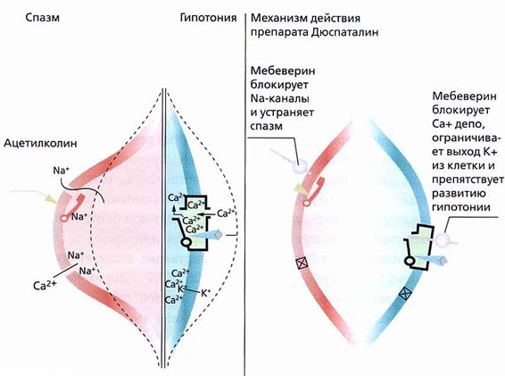 Дюспаталин (Duspatalin). Показания к применению, инструкция, аналоги, отзывы, цена