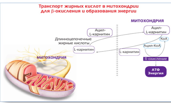 Элькар для похудения. Как принимать, инструкция по применению, отзывы