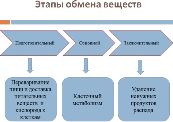 Эутирокс. Отзывы, побочные эффекты, передозировка. Как принимать таблетки для похудения, при беременности, гипотиреозе