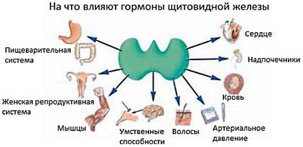 Эутирокс. Отзывы, побочные эффекты, передозировка. Как принимать таблетки для похудения, при беременности, гипотиреозе