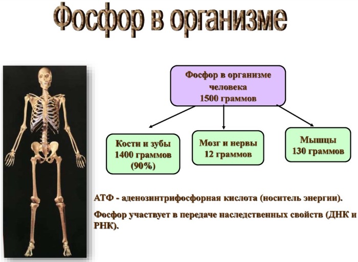 Фосфор в продуктах питания. Таблица, где больше всего, суточная норма, польза, вред