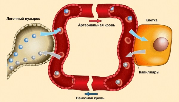 Гипокситерапия - лечение горным воздухом. Показания, противопоказания, аппараты