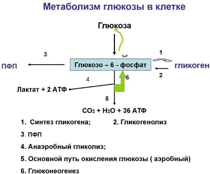 Глюкоза (Glucose) 40-процентная в ампулах. Инструкция по применению, цена, отзывы