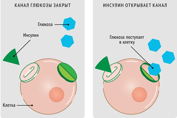 Глюкоза (Glucose) 40-процентная в ампулах. Инструкция по применению, цена, отзывы